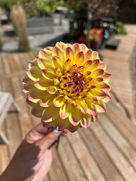 Pollinator-Friendly Planting