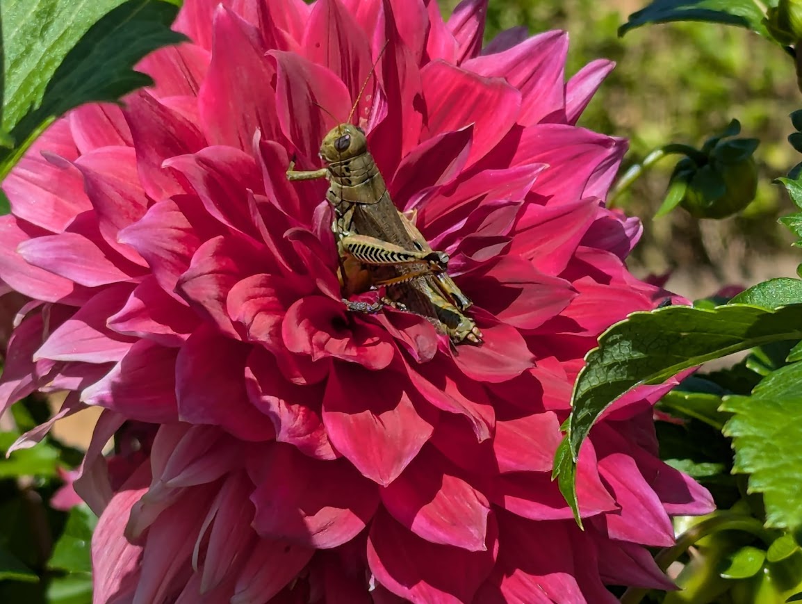 Signature Oasis Blooms Project
