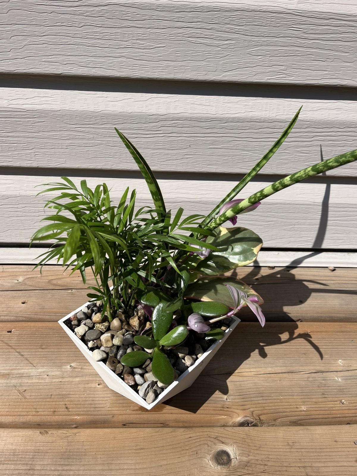 Houseplant Dish Garden