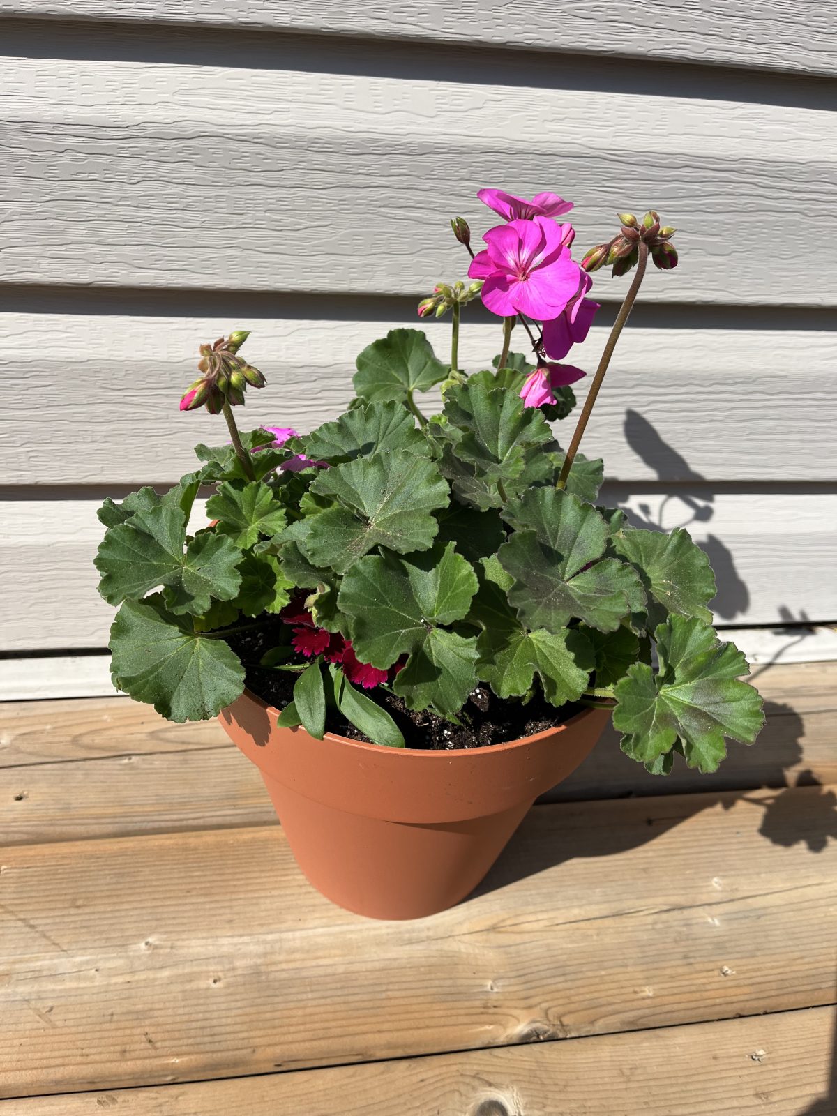 Mother’s Day Geranium Pot
