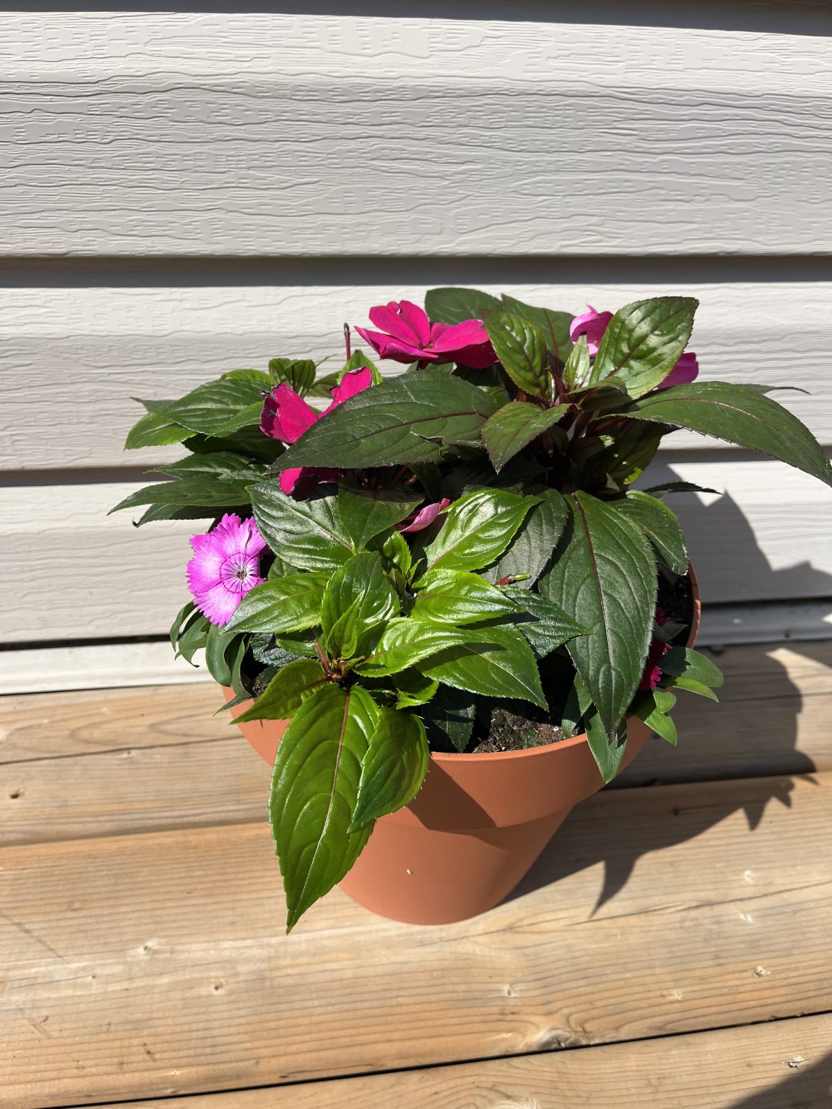 Mother’s Day Impatiens Pot