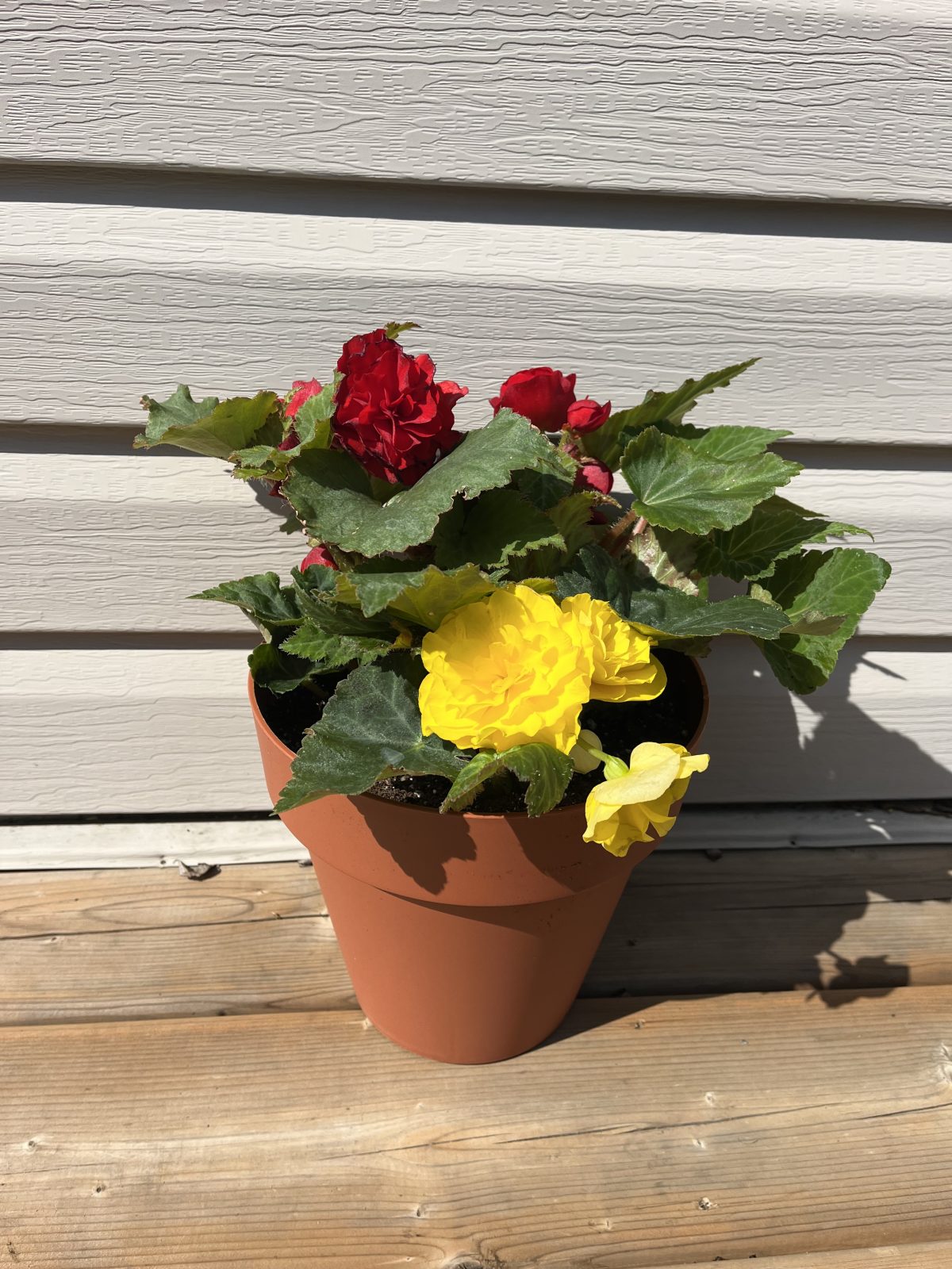 Mother’s Day Begonia Pot