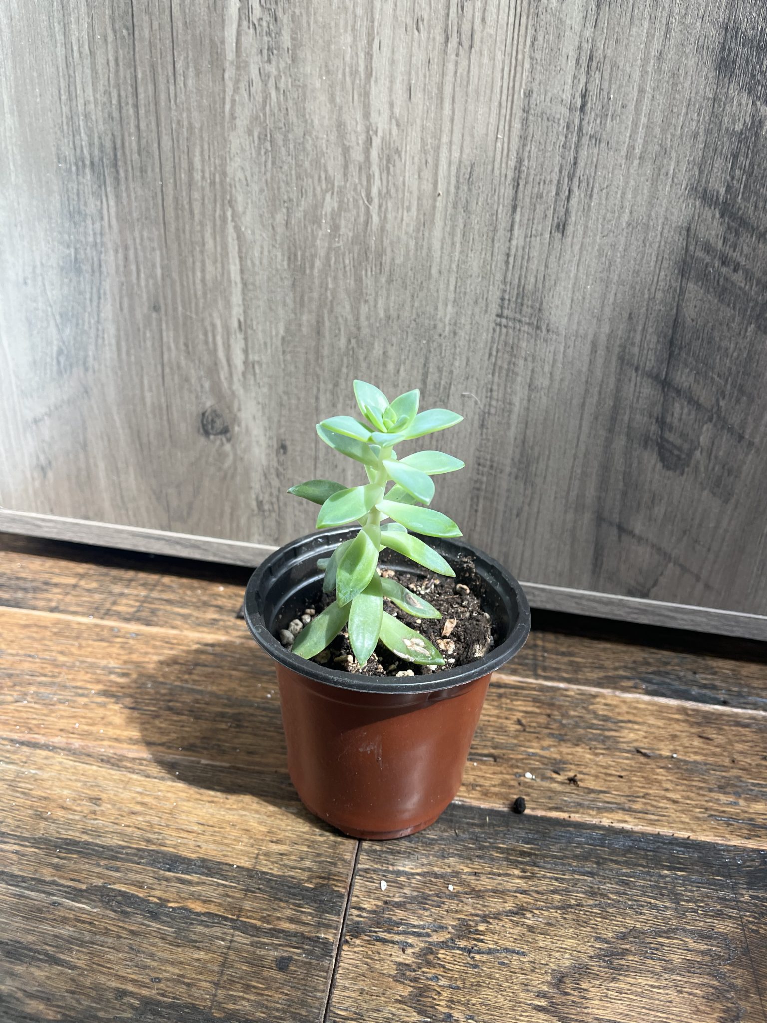 Golden Sedum