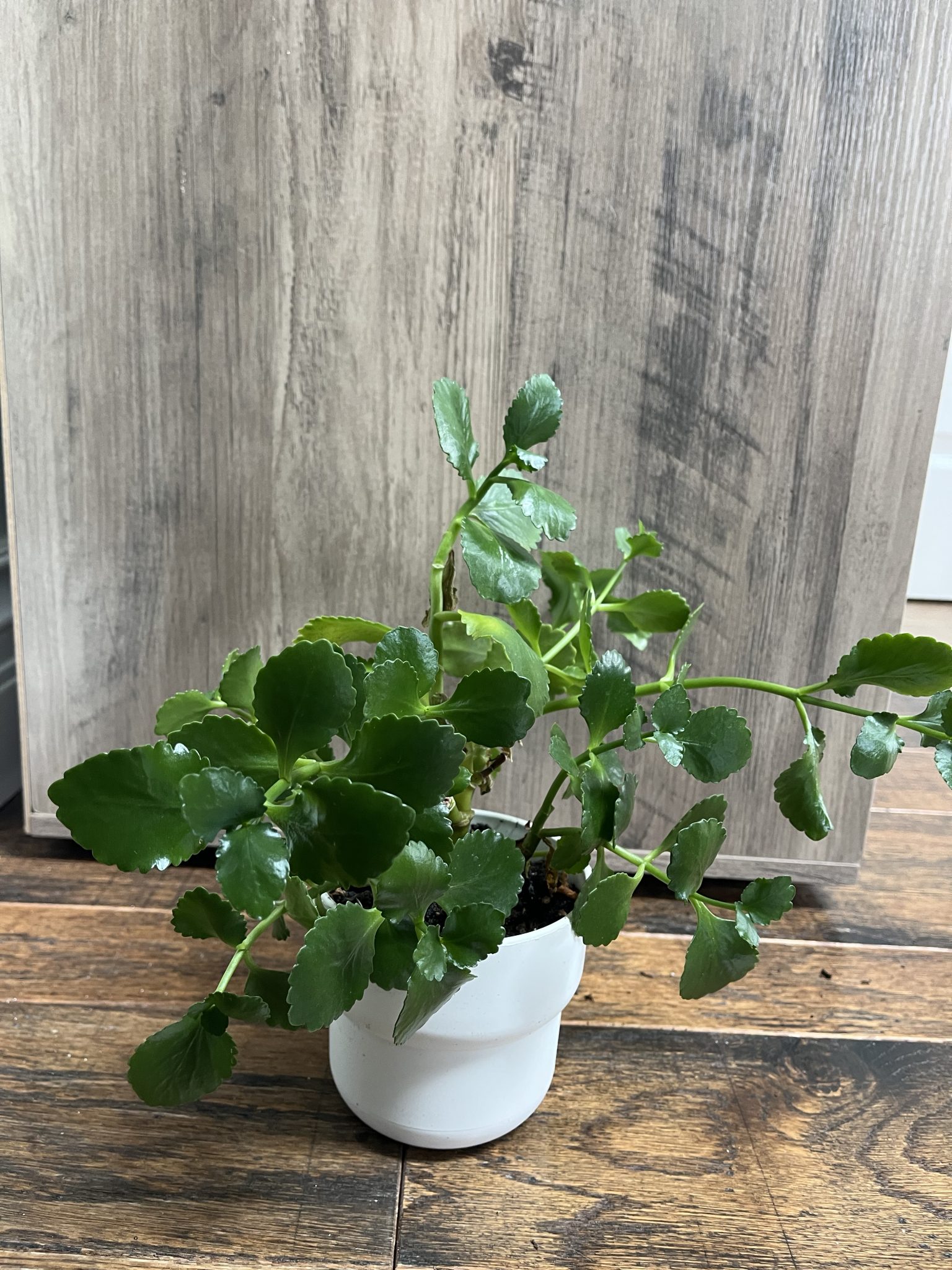 Kalanchoe