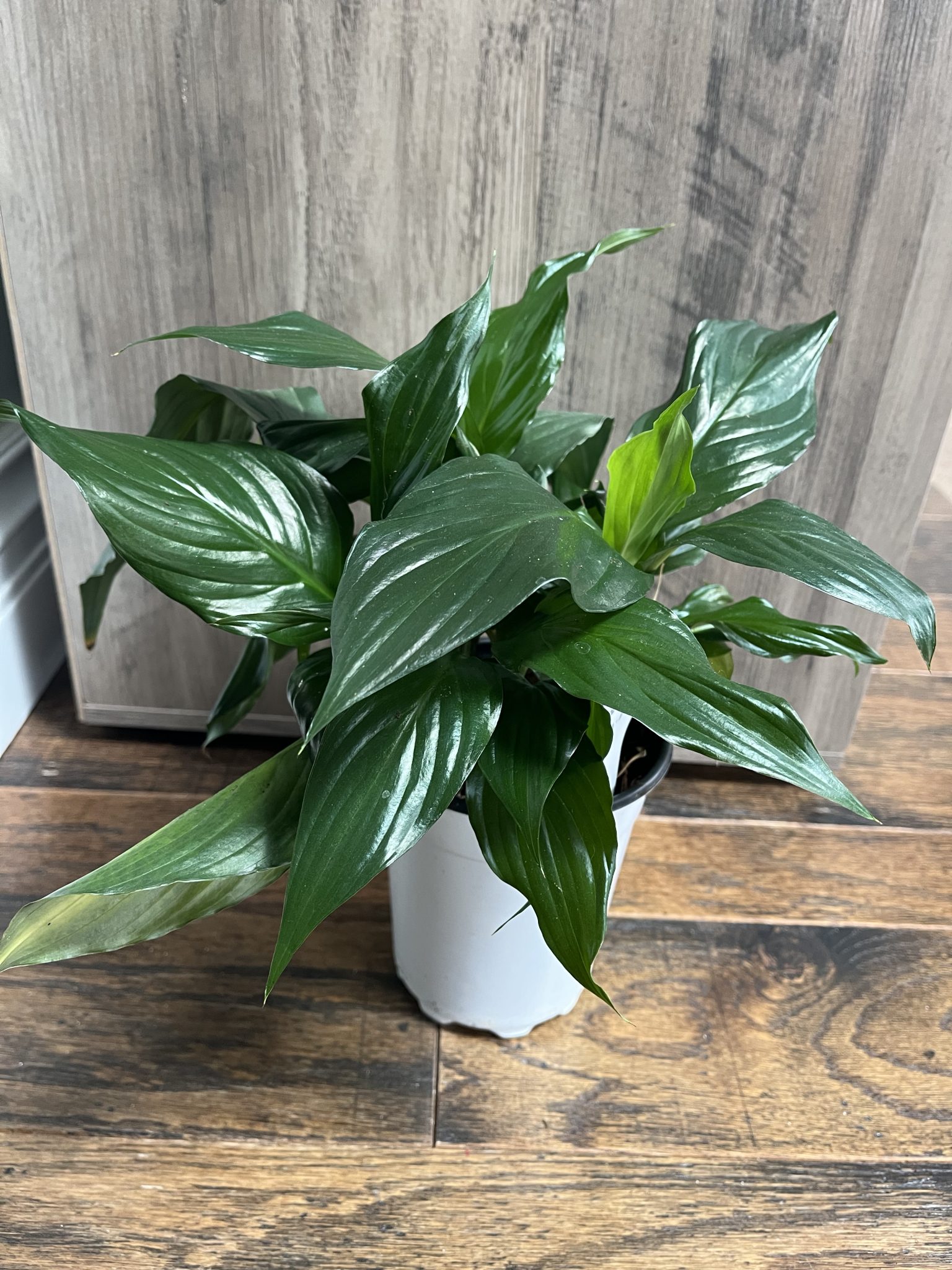 Peace Lily