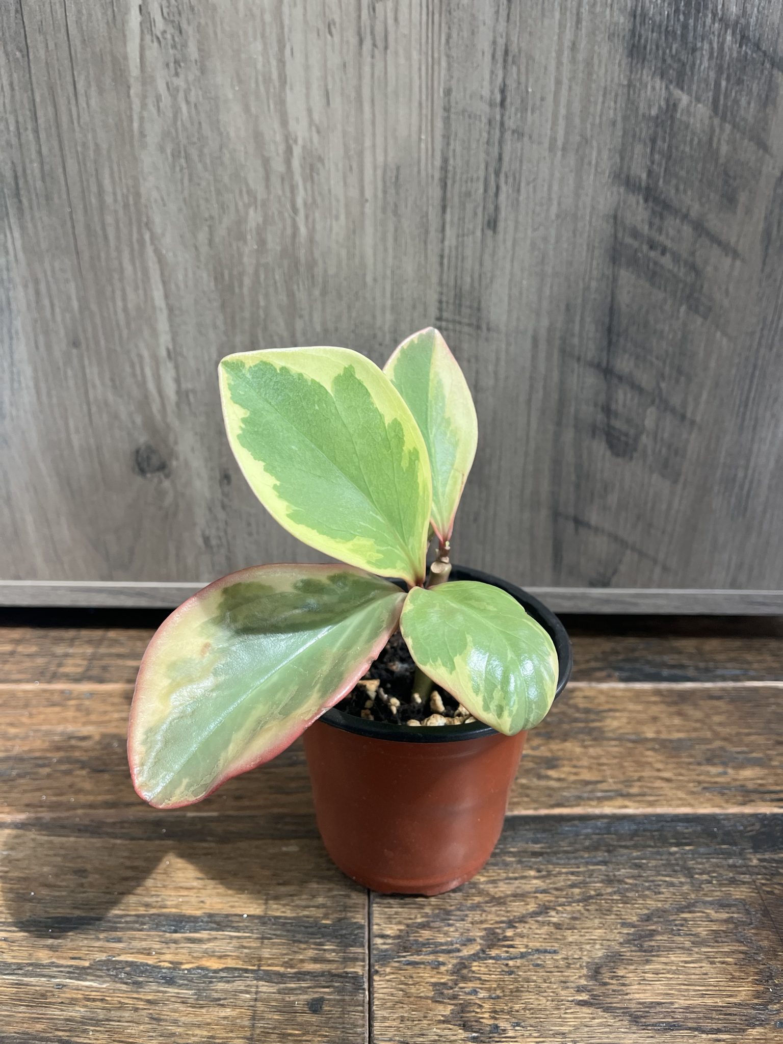 Baby Rubber Plant