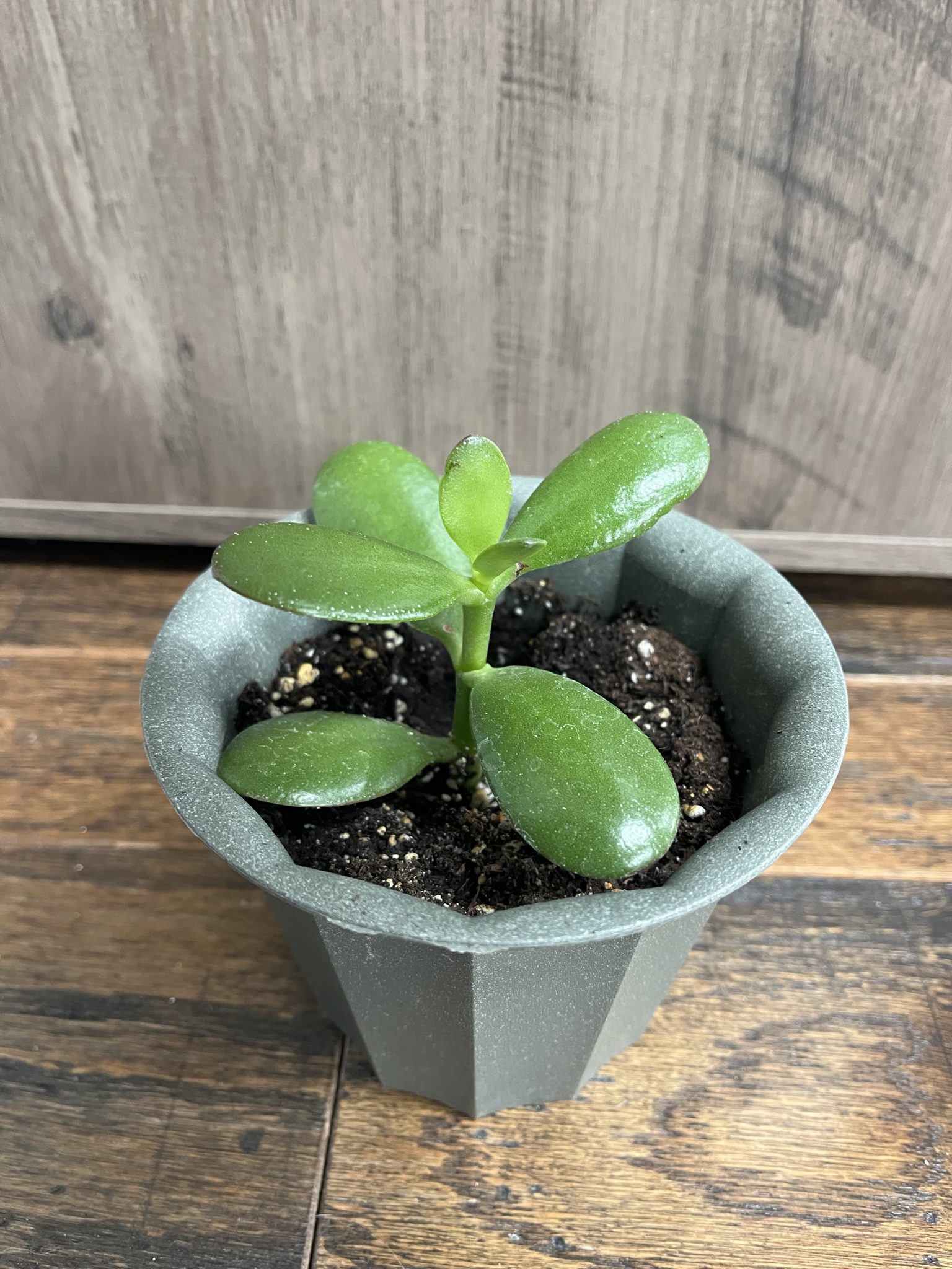 Jade